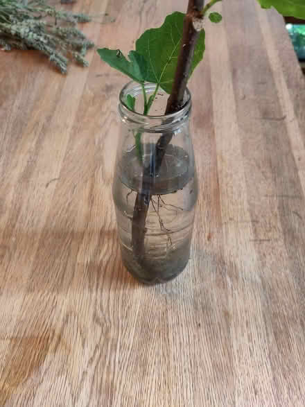 Photo of free Fig cutting with roots (L1 Liverpool City Centre) #2