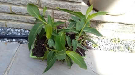 Photo of free Canna plants (Horsham, near Bennetts Field) #1