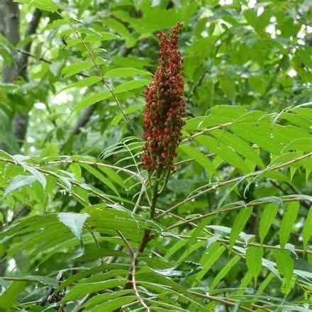 Photo of free Sumac seedlings (Llynclys SY10) #1