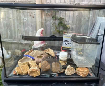 Photo of free Gekko starter kit with vivarium (Coxford SO16) #2