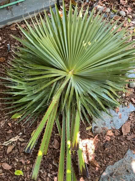 Photo of free palm leaves (Lawrence/ El Camino Real) #1