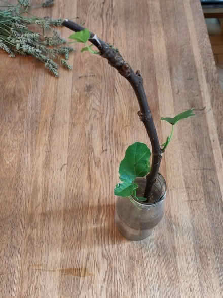 Photo of free Fig cutting with roots (L1 Liverpool City Centre) #1