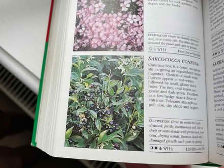 Photo of free Sarcococca Regrowth Plants (Oakhurst SN25) #3