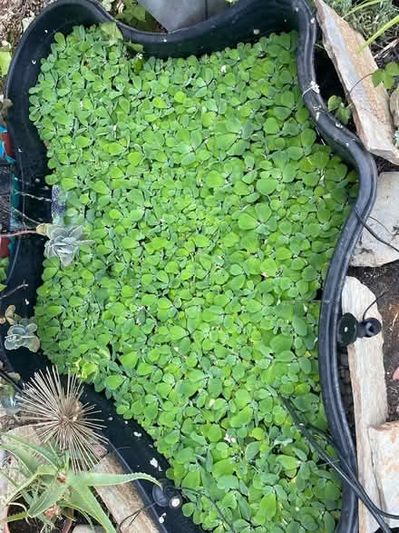 Photo of free fast growing water lettuce (Tarzana. Reseda and Ventura) #1