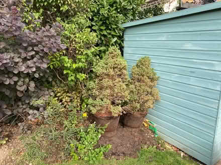 Photo of free Trees (Rickmansworth wd3) #1