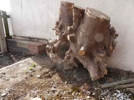Photo of free Tree stumps (Firth Park S5) #3