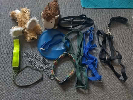 Photo of free Lead, harnesses, collars etc for large dog (Higher Brixham TQ5) #1