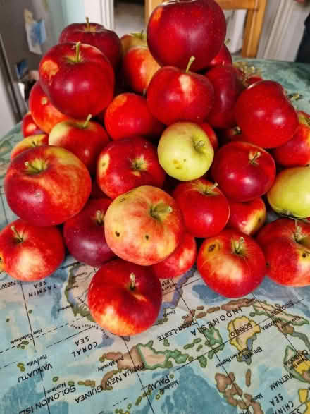 Photo of free Eating apples (Sainsburys GL52) #1