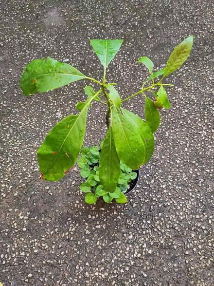 Photo of free Small avocado plant 🥑 (L1 Liverpool City Centre) #1
