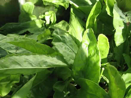 Photo of free French Sorrel (edible) (Parson's Heath CO4) #3