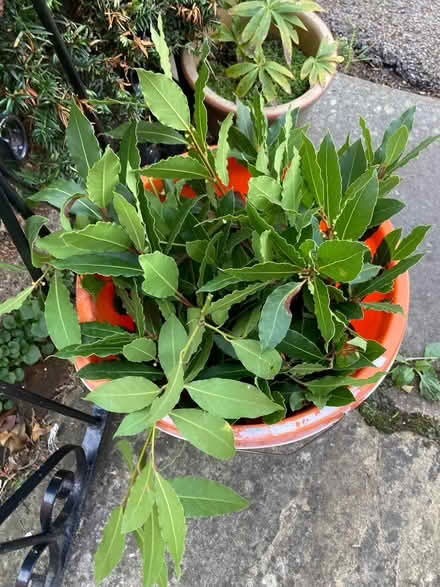 Photo of free Fresh bay leaves (Caldecott OX14) #1