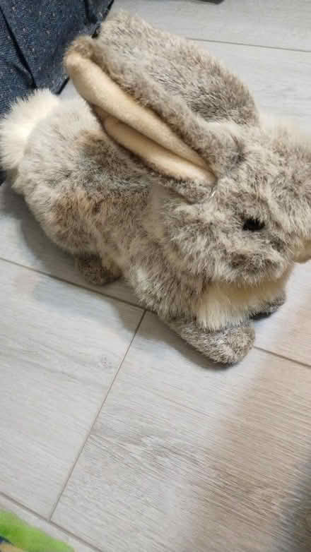 Photo of free Bunny (Allen) #1