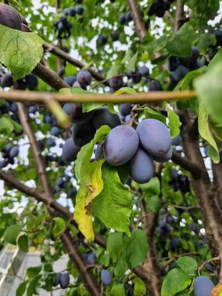 Photo of free Plums (Sainsburys GL52) #1