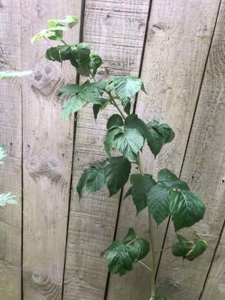 Photo of free Raspberry Plants (Houghton Le Spring DH4) #1