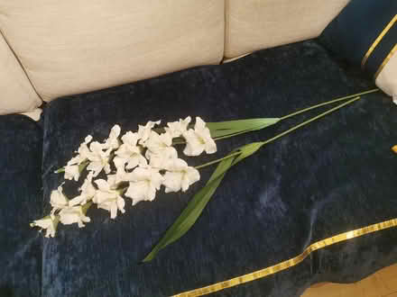 Photo of free 2 long flowers (Idle BD10) #2