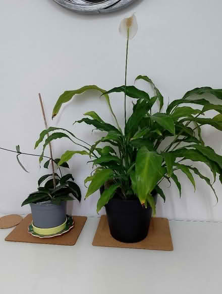Photo of free Two House plants (Grove OX12) #2