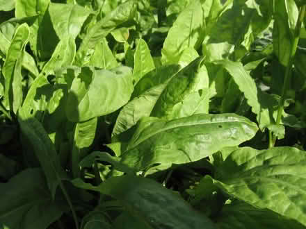 Photo of free French Sorrel (edible) (Parson's Heath CO4) #1