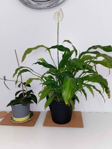 Photo of free Two House plants (Grove OX12) #1