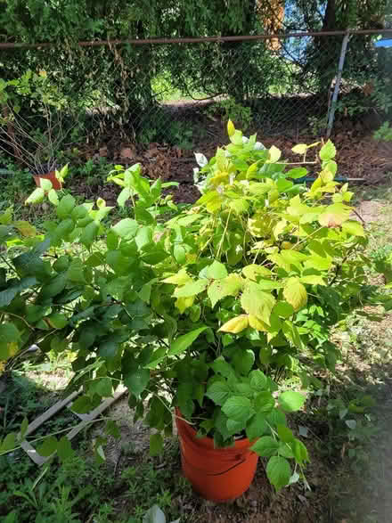 Photo of free Raspberry bushes (Dixie and Clark Bramalea) #1