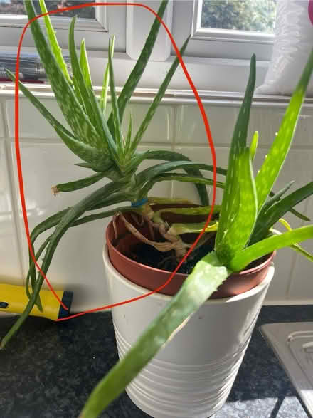 Photo of free Aloe vera (Brentford) #1