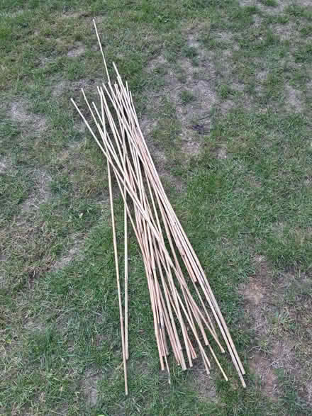 Photo of free Bamboo canes (Chineham RG24) #1