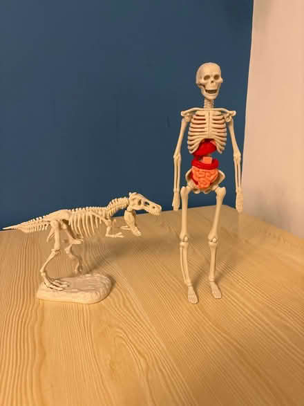 Photo of free Kids model human/dinosaur skeleton (Westhouses, Alfreton, DE55) #1