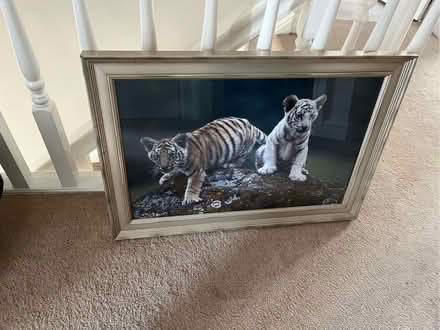 Photo of free Tiger picture (Shippon OX14) #1