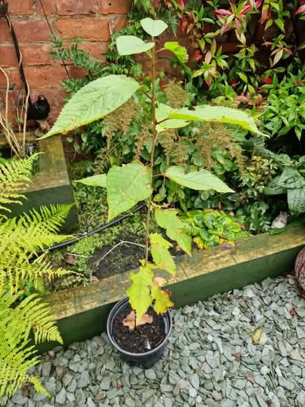 Photo of free Plant 80cm ?hedge (PR25 Leyland) #1