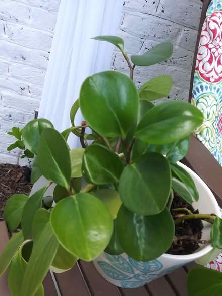 Photo of free Indoor plants giving away (near Spring Ridge frederick) #4