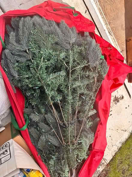 Photo of free Christmas tree with lights (Woodridge) #1