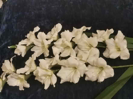 Photo of free 2 long flowers (Idle BD10) #1