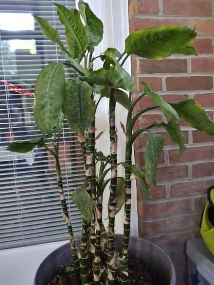 Photo of free Indoor plant looking for a home (near Spring Ridge frederick) #1