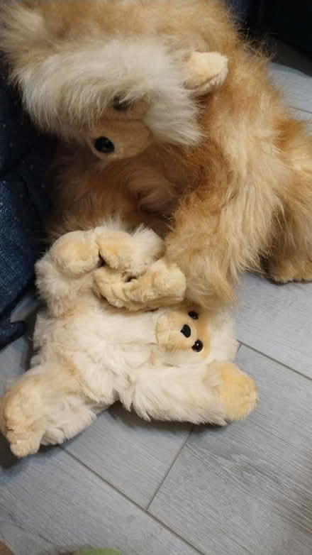 Photo of free Momma and baby (Allen) #1