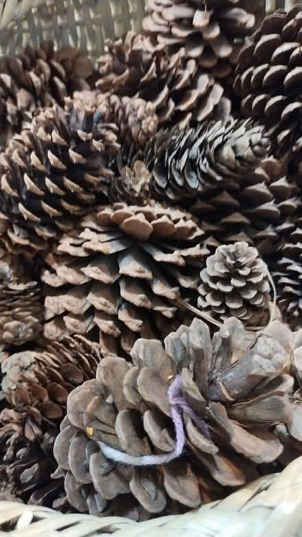 Photo of free Pine cones (Allen) #1