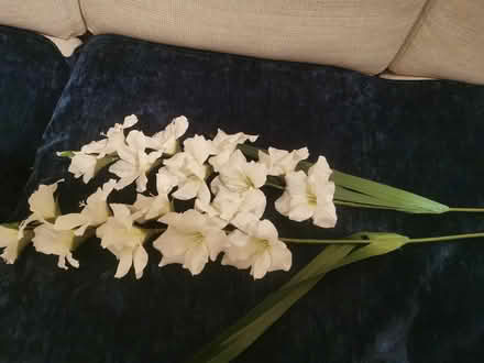 Photo of free 2 long flowers (Idle BD10) #4