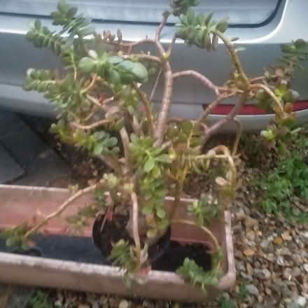 Photo of free Jade plant (Clayton Brook PR5) #1