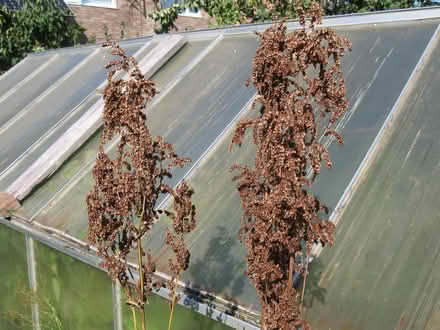Photo of free French Sorrel (edible) (Parson's Heath CO4) #4