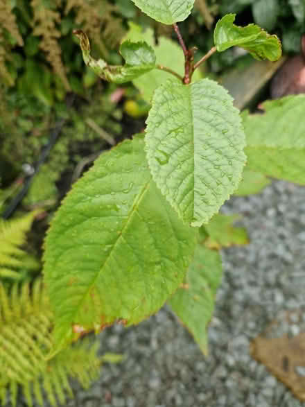 Photo of free Plant 80cm ?hedge (PR25 Leyland) #2