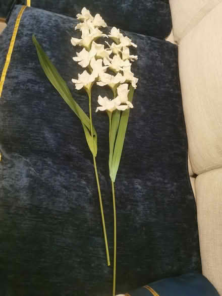 Photo of free 2 long flowers (Idle BD10) #3