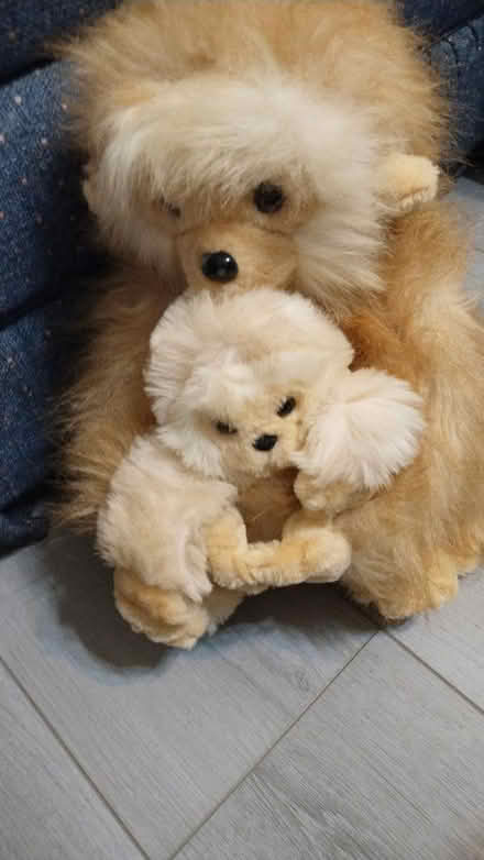 Photo of free Momma and baby (Allen) #2