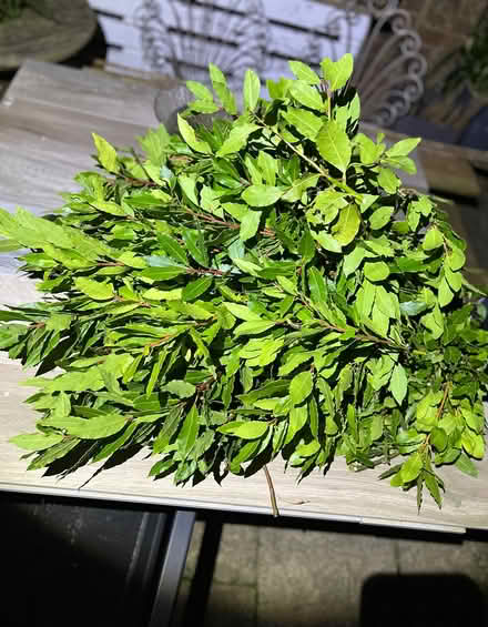Photo of free Bay leaves (Willingdon BN22) #2