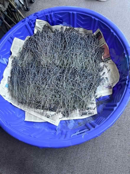 Photo of free Dried lavender (Olympia high school) #1