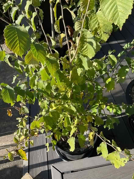 Photo of free Shrub (Coxhoe DH6) #1