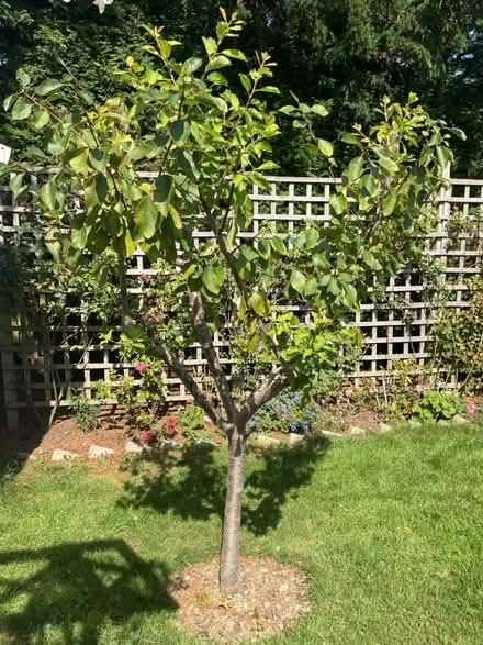 Photo of free Plum tree (Felpham) #1