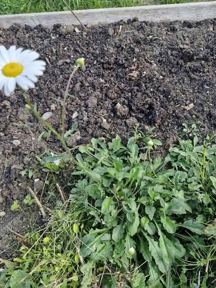 Photo of free Clumps of oxeye daisies (Shirley CR0) #1