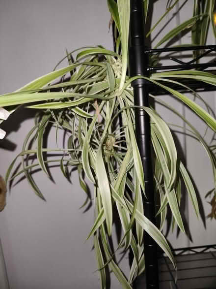 Photo of free Plants, cutting and small pots (SW15) #1