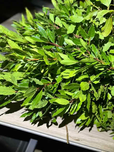 Photo of free Bay leaves (Willingdon BN22) #1