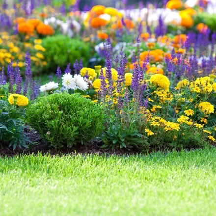 Photo of Perennial plants (Risinghurst (OX3)) #1