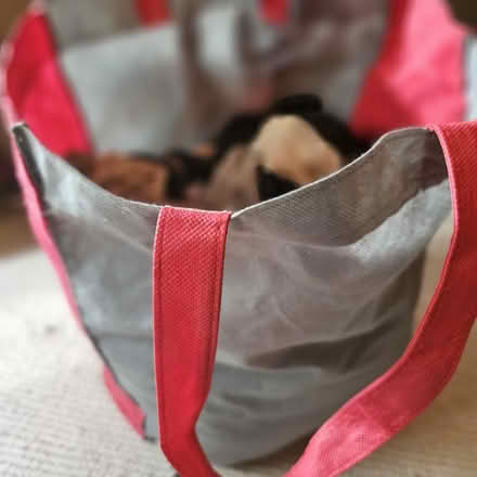 Photo of free Large bag of nylon tights/popsocks (W10 - Ladbroke Grove) #2