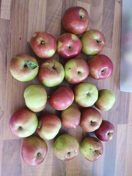 Photo of free Eating apples (Wollaton Park NG8) #1